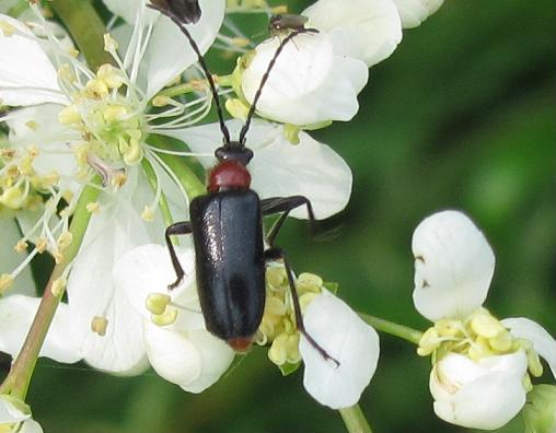 Dinoptera collaris, Cerambycidae